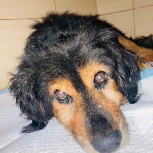 Zdjęcie Poratunok Twaryn Kharkiv (8)