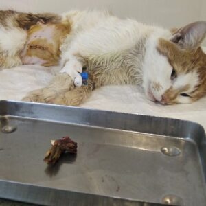 Zdjęcie Poratunok Twaryn Kharkiv (9)