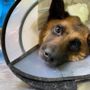 278658194_388910869767237_5363415360547720565_n