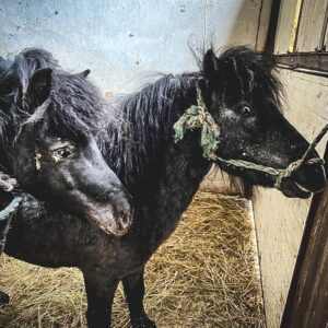 www_1Orlik I Krecik (1)