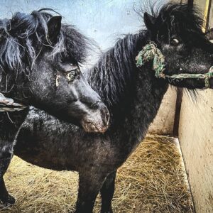 www_1Orlik I Krecik (2)