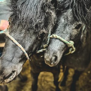 www_1Orlik I Krecik (3)