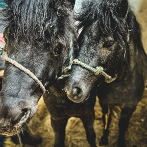 www_1Orlik I Krecik (4)