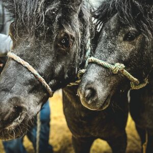 www_1Orlik I Krecik (5)