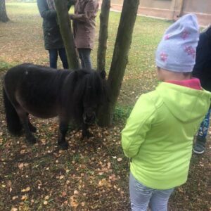 Hippotherapie und Onotherapie