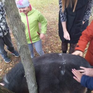 Hippotherapie und Onotherapie