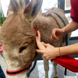 2662015aHippotherapie und Onotherapie06_1368096650297346_5085014279356894456_n