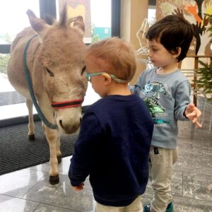 Hippotherapie und Onotherapie