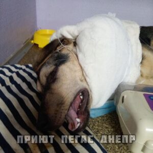 279465678_528205732249244_5168022605216452097_n (1)