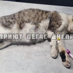 279619911_510020937510440_2974149561794389610_n