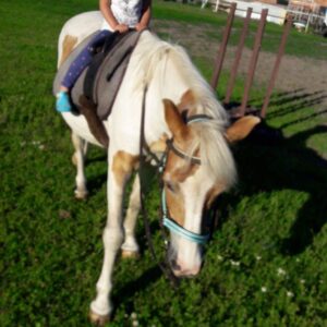 Hippotherapie und Onotherapie