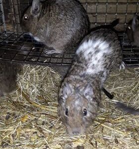 Schronisko Pani Natalii (13)