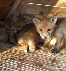 Schronisko Pani Natalii (15)