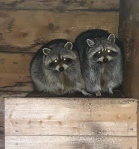 Schronisko Pani Natalii (16)