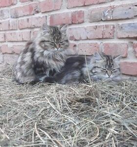 Schronisko Pani Natalii (23)