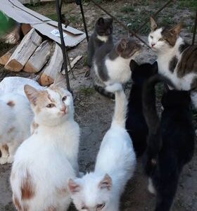 Schronisko Pani Natalii (24)