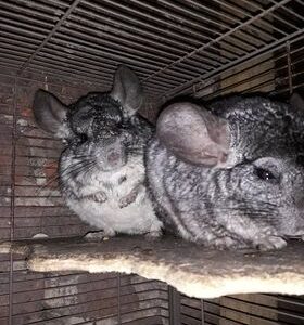 Schronisko Pani Natalii (27)