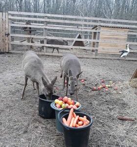 Schronisko Pani Natalii (28)