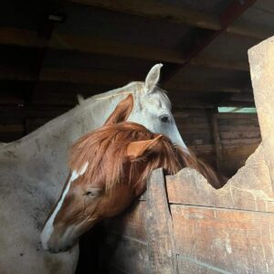 301678718_1449184938922009_3407690436246044641_n