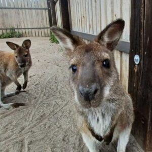 Plastu-i-Adas-1024x754