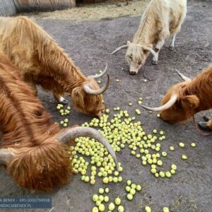 papierowki-4-1024x717